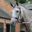 WeatherBeeta 4 Piece One Size Reflective Bridle Kit in Pink