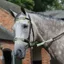 WeatherBeeta 4 Piece One Size Reflective Bridle Kit in Yellow
